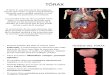 Anatomia TORAX 1