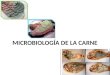 Microbiología de La Carne