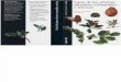 Ut3c Botanica Flora Iberica Libro Guia Guia de Las Plantas Silvestres Comestibles y Toxicas Couplan Styner