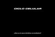 15- Ciclo Celular