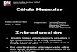 Célula muscular