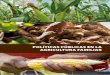Políticas Públicas en la Agricultura Familiar Campesina - Paraguay
