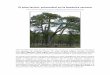 El pino laricio, primordial en la botánica serrana