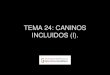 TEMA 24: CANINOS INCLUIDOS (I)
