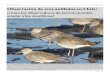 Observación de aves anilladas en Chile: ¿cómo los observadores 
