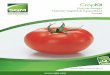Guía de Manejo Nutrición Vegetal de Especialidad Tomate - SQM