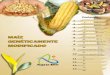maíz genéticamente modificado maíz genéticamente modificado