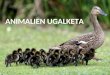 11 Animalien ugalketa