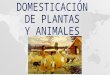 Domesticación de plantas y animales