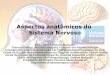 01 Aspectos anatômicos do Sistema Nervoso