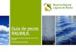 Guia de peces de la Reserva Natural de Uso Integral y Mixta Laguna de Rocha