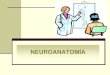 Esquema básico neuroanatomía