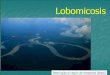 Clase 16 lobomicosis y rinosporidiosis prothotecosis y microsporidiosis 2015