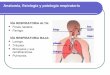 Anatomia respiratoria Dr. Diego Eduardo Góngora Navarrete
