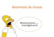 Biosíntesis de grasas