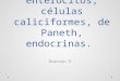 Citología: enterocitos, células caliciformes, de Paneth, endocrinas