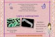 Lepra y leptospirosis