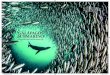 Galápagos Submarino: el mundo que Darwin nunca vio