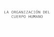 1.Organización del cuerpo humano