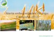 Alerta enf foliares en trigo 2015