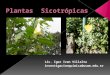 Clase 27 plantas sicotrópicas