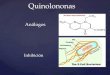 Quinolonas microbiologia