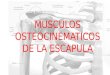 Músculos implicados en la osteocinemática de la escápula
