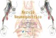 Anatomía - Nervio neumogástrico (Trayecto, Origen, Ramas)