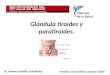 2. glándula tiroides y paratiroides