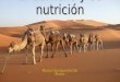 El camello y su nutrición