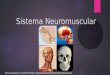 Sistema neuromuscular presentación