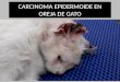 Carcinoma epidermoide en oreja de gato