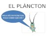 El plàncton