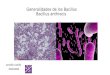 Generalidades de los bacillus