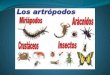 Tema 7. Invertebrados