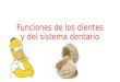 Tema 3. funciones de los dientes y del sistema dentario