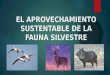 El aprovechamiento sustentable de la fauna silvestre mayo 2016