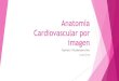Anatomía cardiovascular por  imagen