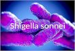 Shigella sonee