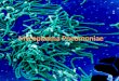 Mycoplasma pneumonie