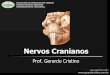 Nervos cranianos e núcleos