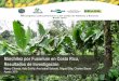 Marchitez por Fusarium en Costa Rica: Resultados de Investigación