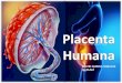 Placenta humana, anatomia, fisiologia y todo lo que deben saber