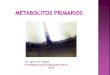 Clase 10 metabolitos primarios