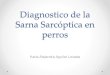 Diagnóstico de Sarna sarcóptica en Perros