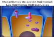 Mecanismos de acción hormonal: hormonas hidrosolubles