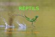 Power rèptils