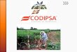 Codipsa: Liderando la exportaciónde fécula de mandioca con responsabilidad social