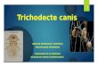 Trichodecte canis2( piojo del perro) Andrea Navia Valderrama