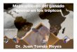 Mejoramiento del ganado bovino en los trópicos Dr. Juan Tomás 
